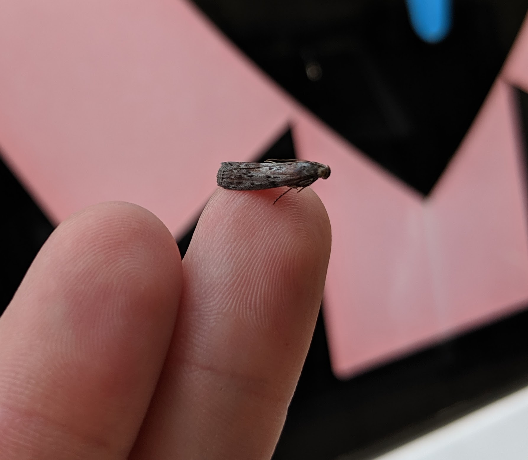 So tiny_20190805.jpg